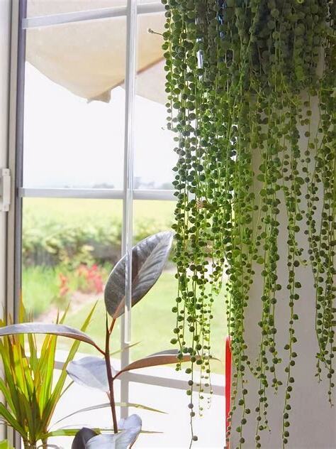 藤類植物 風水
